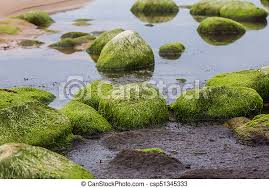 It's a simple diy task that you can carry out yourself with very little. A Beautiful Beach Landscape With A Green Moss Covered Stones Algae Growing On Seaside Rocks Colorful Autumn Landscape At Canstock