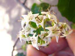 Image result for Ehretia cymosa