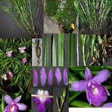 Image result for Liparis caespitosa