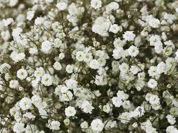 We did not find results for: 10 Worst Flowers For People With Allergies