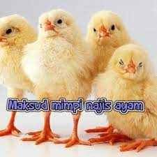 Alamat menjadi orang yang kejam. Maksud Mimpi Melihat Najis Ayam