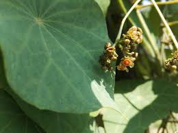 Image result for Stephania abyssinica