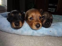 The puppies is a child hip hop duo composed of brother and sister calvin big boy mills and tamara dee mills. Dachshund For Sale Knoxville Tn