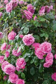 How to take care of million roses. Planting Roses Growing And Caring For A Rose Garden Real Homes