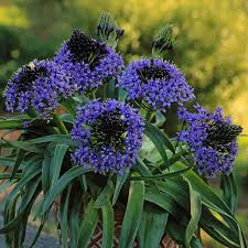 I have some planted with some periwinkle and i. Perennial Solutions Scilla Peruviana Caribbean Jewels Sapphire Blue Greenhouse Product News