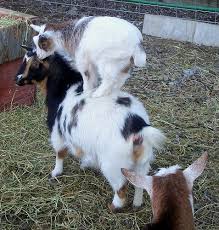 Goats On Things Goats Cute Animals Baby Goats