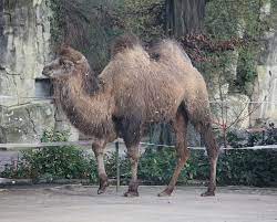 Those locations include the gobi desert and taklimakan desert. Welcome Arya New Camel Moved Into Frankfurt Zoo Frankfurt Tipp