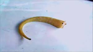 Check spelling or type a new query. Autotomi Pada Ekor Cicak Lizard Tail Autotomy Youtube