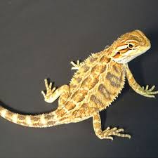 Older dragons sell for up to $100, and sometimes more. Bearded Dragons Babies