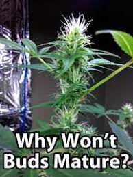 Learn more about popcorn buds and how you can prevent them. Why Are My Buds Taking Forever To Mature Grow Weed Easy