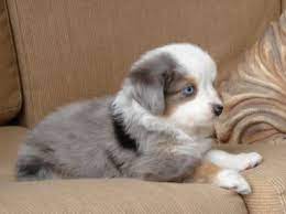Check spelling or type a new query. Australian Shepherd Puppies For Sale Nj L2sanpiero