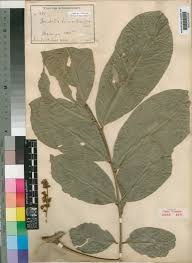 Image result for Deinbollia