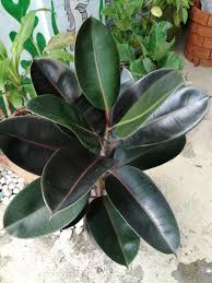 Stock/share prices, prince pipes & fittings ltd. Black Prince Rubber Tree Ficus Elastica Furniture Home Living Gardening Plants Seeds On Carousell
