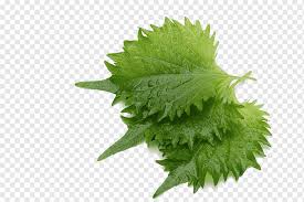 Learn how basil benefits your health with some easy basil recipes to add to your diet! Juice Beefsteakplant Myoga Food Ear Gear Variant Basil Leaves Watercolor Leaves White Leaf Png Pngwing