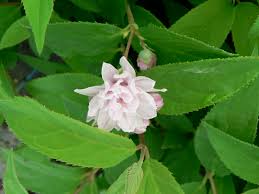 Image result for Deutzia hybrida Pink Pompon