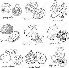 Several tropical american fruits in the genus annona have been called custard apples. Black And White Hand Drawn Set With Tropical Exotic Fruits Vector Royalty Free Cliparts Vectors And Stock Illustration Image 82968739