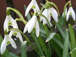 Place your snowdrops into the ground so that the flat base is at the bottom and the skinny nose is facing when your snowdrops have finished flowering and start to look at a bit straggly do not be tempted to cut them back. Galanthus Nivalis Common Snowdrop World Of Flowering Plants