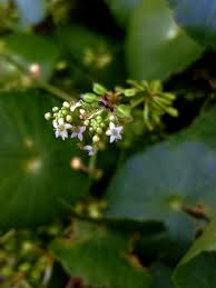 Image result for Hydrocotyle bonariensis