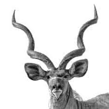 Image result for Decorsea schlechteri