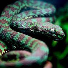 Reptile Scouts Snake Venom Pit Viper Reptiles