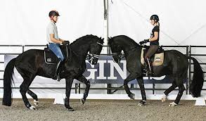 Edward gal and glock's undercover performing their musical freestyle called secretum revelatum, an orginal composition by joost peters. Pin On Horses And Ponies