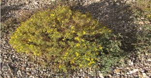 Discover extraordinary desert plants and animals. Golden Fleece A Hardy Desert Flowering Plant Arizona Daily Independent