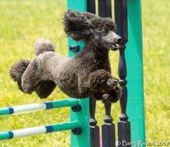 Warrior Poodles Who Would Have Thought Canine History With The Urban Hound Also Saturday Pet Bloggers Blog Hop Poodle Dog Poodle Puppy Poodle