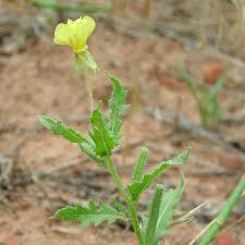 We did not find results for: Seinet Portal Network Oenothera Laciniata