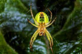 Natural environments for the green. Newly Discovered Neon Green Spider Named After The Lady Gaga Of Mathematics Live Science