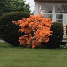 In fact, the whole genus holds up well under dry growing conditions. Beautiful Orange Flower Bush Love This But Have No Clue What It S Called Lol Flowering Shrubs Orange Flowers Plants