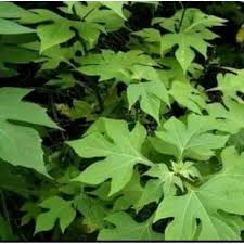 Daun ini merupakan salah satu tanaman herbal yang telah digunakan banyak masyarakat dunia dalam pengobatan diabetes melitus secara alami. Daun Insulin Daun Obat Diabetes Herbal Shopee Indonesia