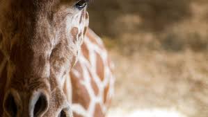 Take a look at more live webcams in new york. April The Giraffe Is Going On Birth Control Animal Adventure Says