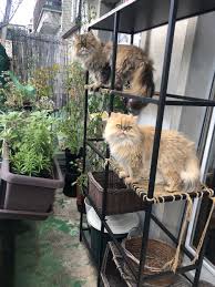 Diy Ikea Vittsjo Cat Tower Hack Meow Lifestyle Diy Cat Tower Ikea Cat Pet Diy Projects