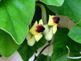 Image result for Aristolochia