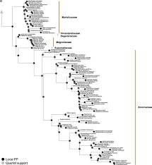 Image result for Annickia ambigua