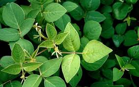 Image result for Desmodium
