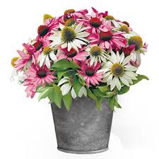 Image result for Summerhayesia