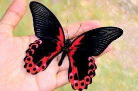 Top 10 beautiful butterflies of the usa | hubpages. Real Butterfly Papilio Rumanzovia Beautiful Butterfly Big Butterfly Real Insects Taxid Beautiful Butterflies Black Butterfly Tattoo Butterfly Back Tattoo