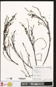 Image result for Pachylobus edulis