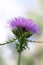 Image result for Satyrium crassicaule