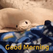 Cute Snake Gifs Tenor