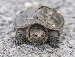 But despite their bad track record of being aggressive, they are often more docile in the water. Baby Snapping Turtle Complete Care Guide And Breed Info Fishkeeping World
