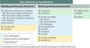 Pdf) Mycobacterium Tuberculosis Morphology