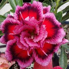 Six 6 Rare Mixed Well Rooted Adenium Desert Rose Seedlings From The Latest Single Double Triple Varieties Free Shipping In 2021 Desert Rose Plant Flower Seeds Unusual Flowers