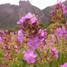 Image result for Dissotis princeps