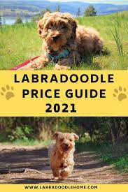 Labradoodles will be excitable and energetic from the first day you bring them home. Labradoodle Price Guide With Real Breeder Prices In 2021