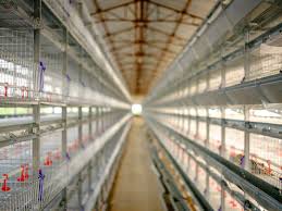 Maybe you would like to learn more about one of these? Cara Membuat Kandang Ayam Awet Sampai Puluhan Tahun Bisnis Anti Rugi Sunrise Steel