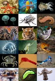 All living things are based on a universal genetic code. Animal Wikipedia