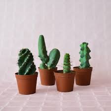 Image result for Cactaceae