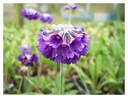 Image result for Primula capitata